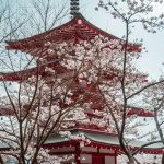 Top 7 Must-Visit Cherry Blossom Spots in Japan